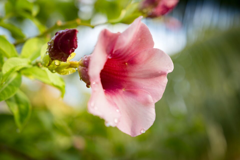 Nature petals water
