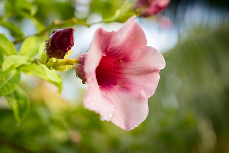 Nature petals water
