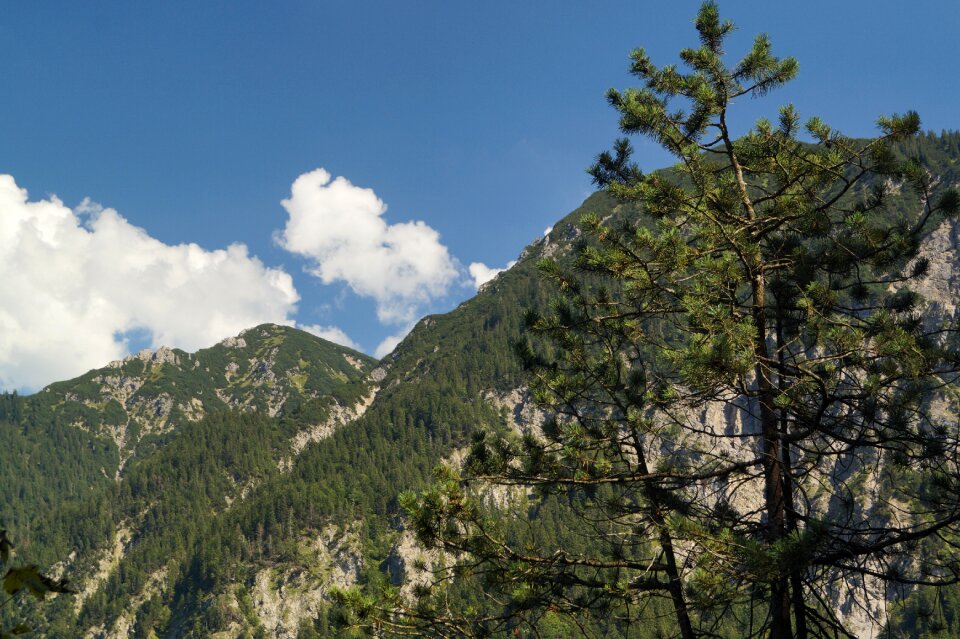 Clouds conifer needles