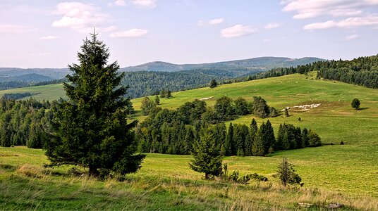 Poland tree mountains