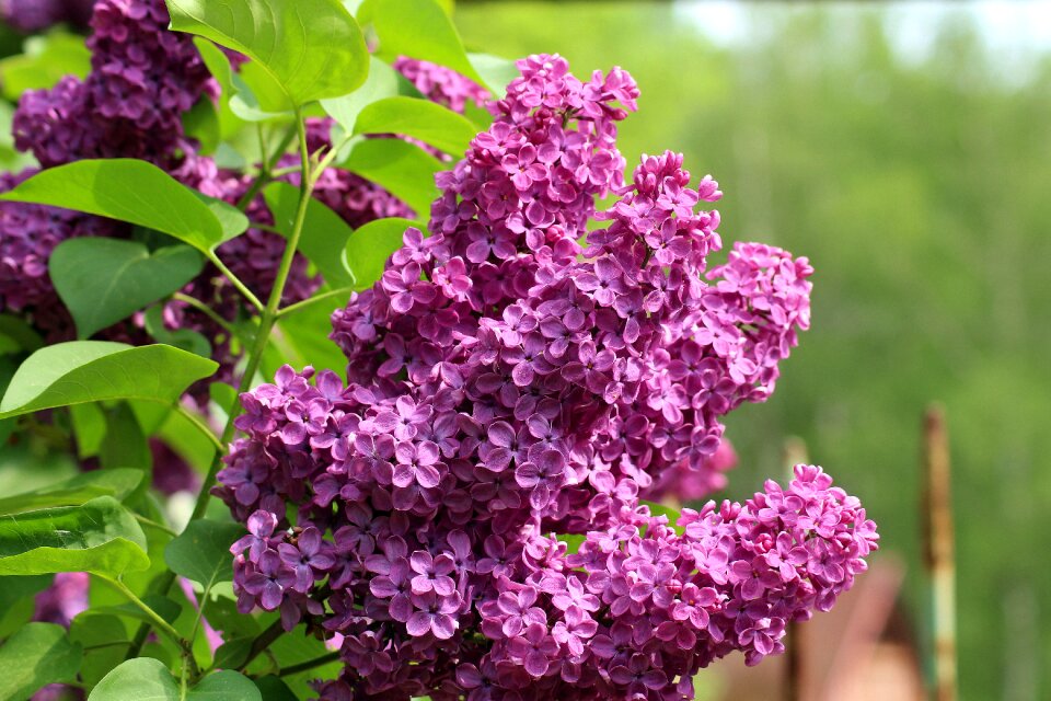 May spring bush