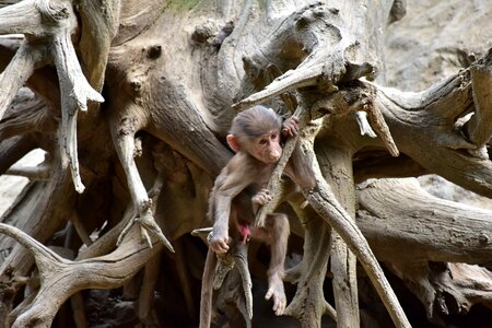 Baboon puppy zoo