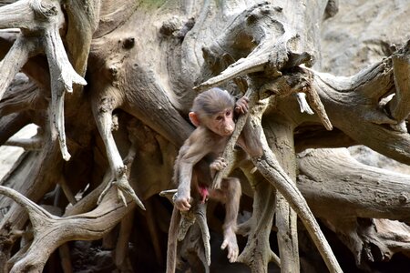 Baboon puppy zoo photo