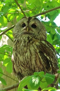 Owl wildlife creature of the night