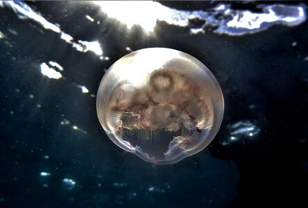 Scuba reef sea