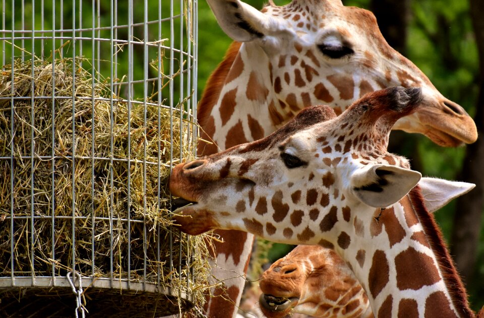 Animal portrait wild animal tierpark hellabrunn