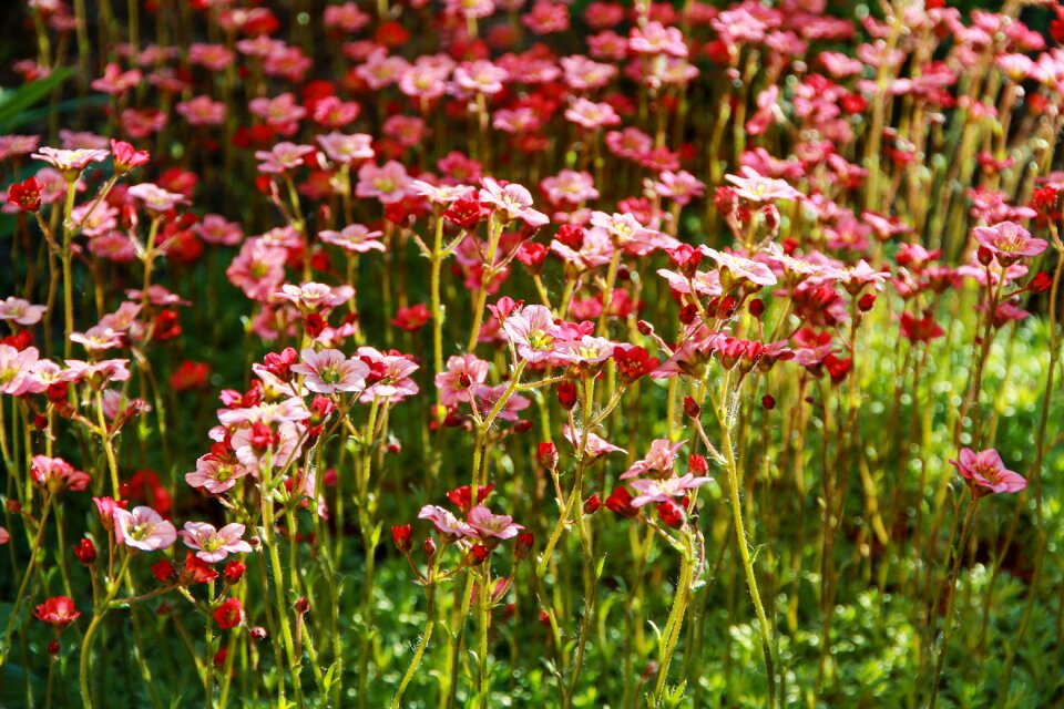 Spring bokeh art