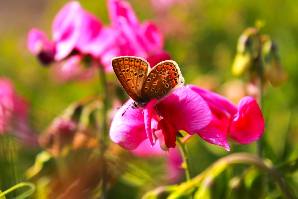 Summer wing pink