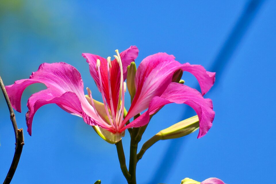 Plant outdoor petal