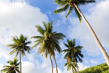 Blue coconut trees palm photo