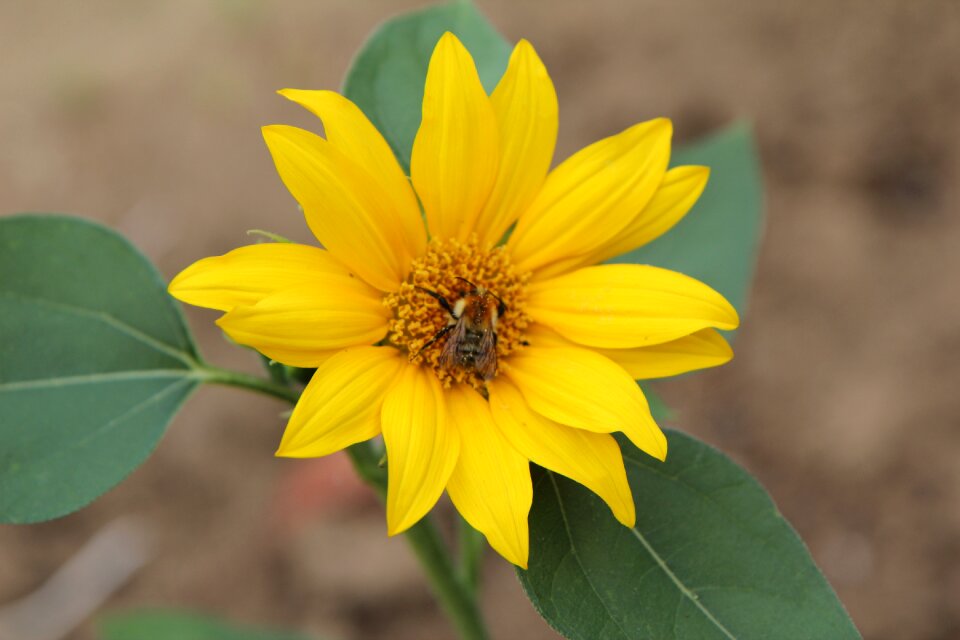 Flower sun yellow flower sun
