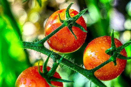 Vegetables red food photo