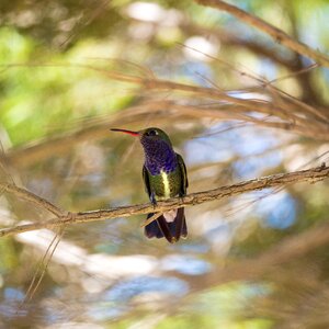 Bird hummingbirds fauna photo