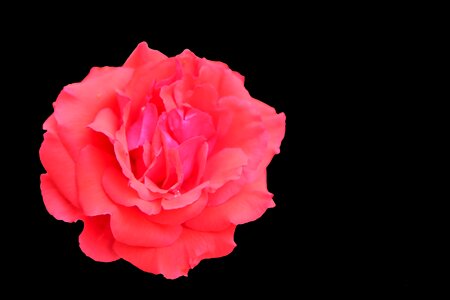 Plant romantic love