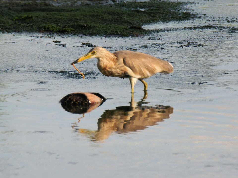Wildlife wetland nature