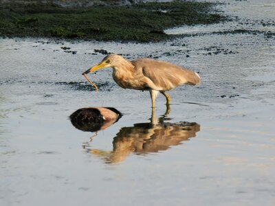 Wildlife wetland nature