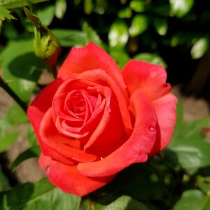 Bloom roses plant photo