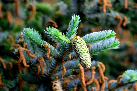 Tree conifer pine cones photo