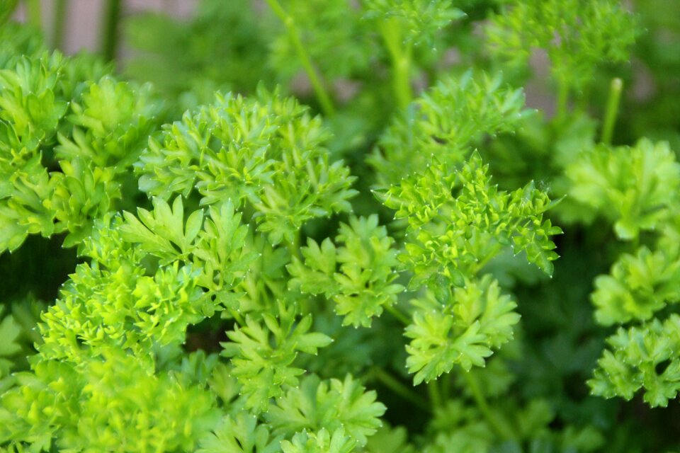 Green culinary herbs food