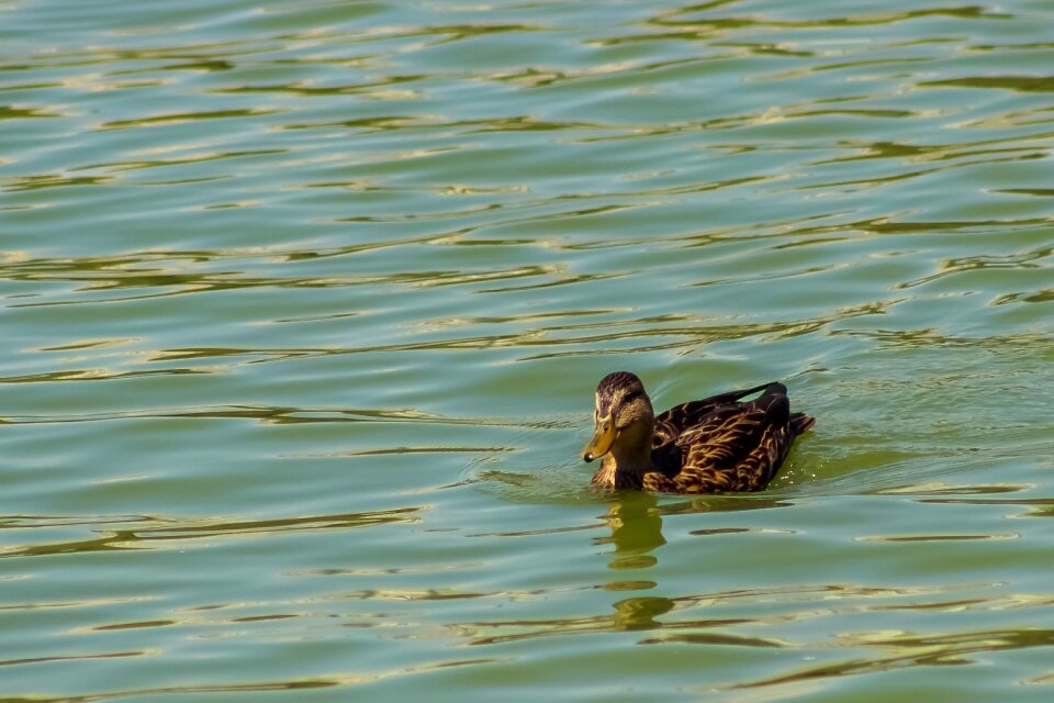 Water swim animal