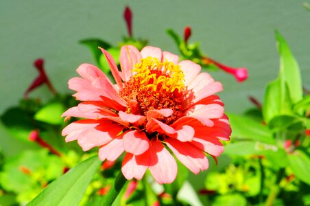 Summer garden pink