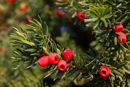 Plant berries evergreen