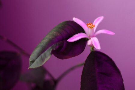 Lemon houseplant purple