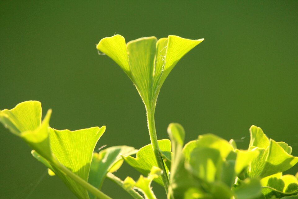 Leaf nature close up