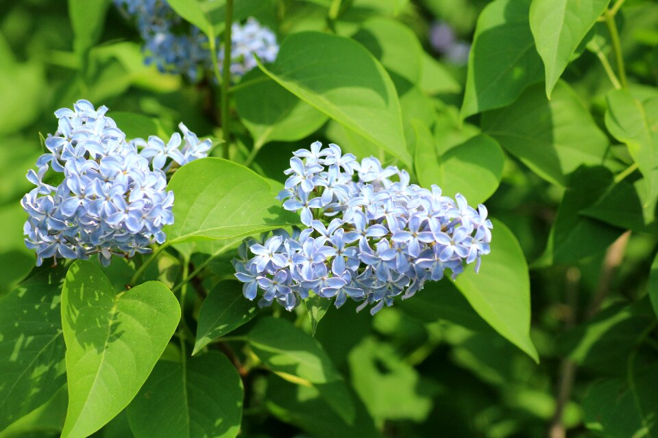 Spring bush flowering