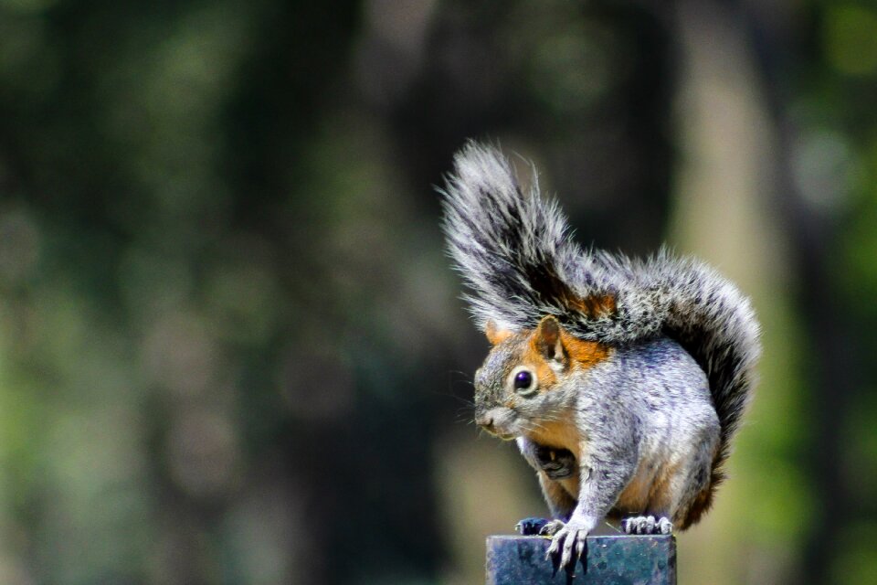 Furry wildlife rodent