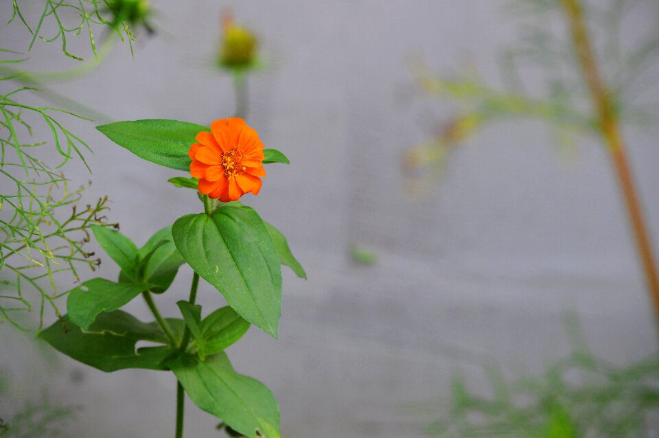 Flower grey plant