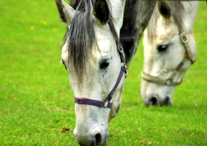 Farm grazing horses