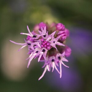 Purple close up flower photo