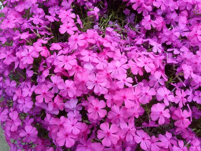 Plant garden petal photo