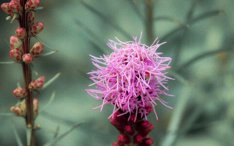 Pink shrub close up