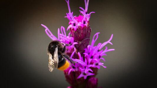 Close up insect pollination photo