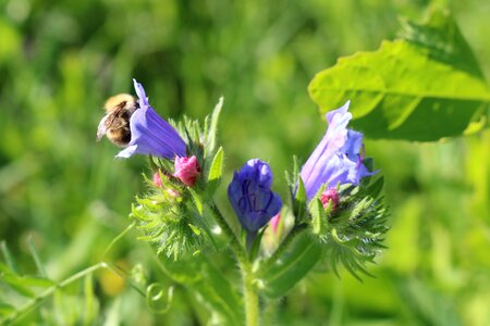 Animals bee flower photo