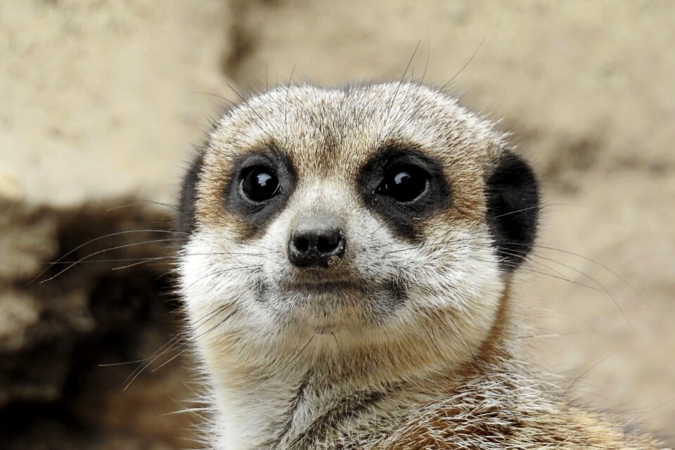 Zoo cute mammal
