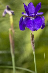 Plant nature blossom