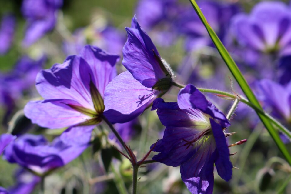 Flower plant petals photo