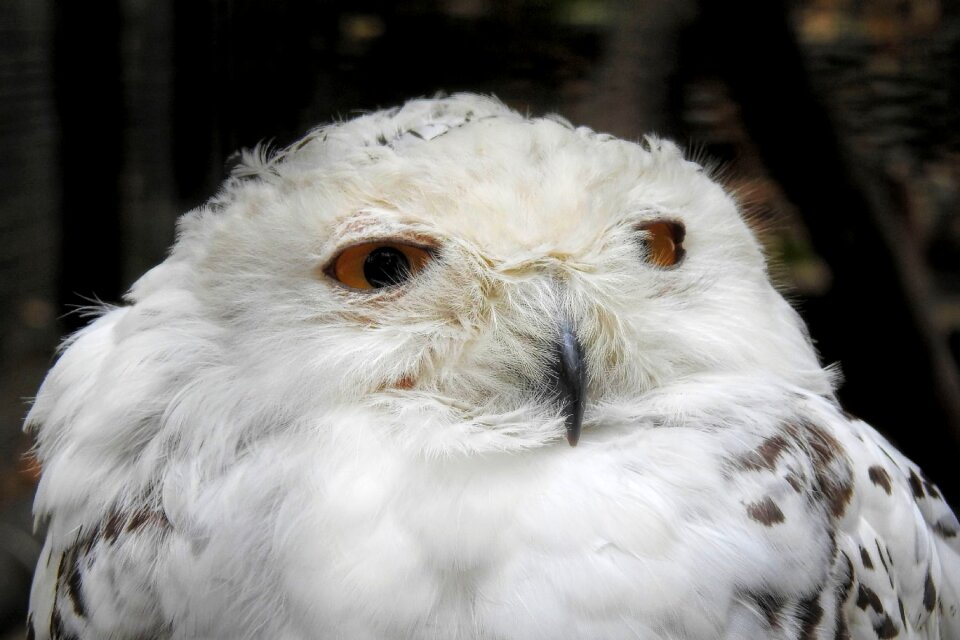 Raptor white bird of prey