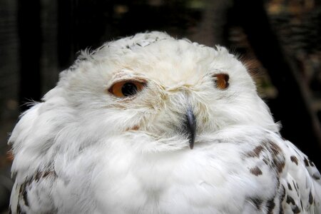 Raptor white bird of prey photo