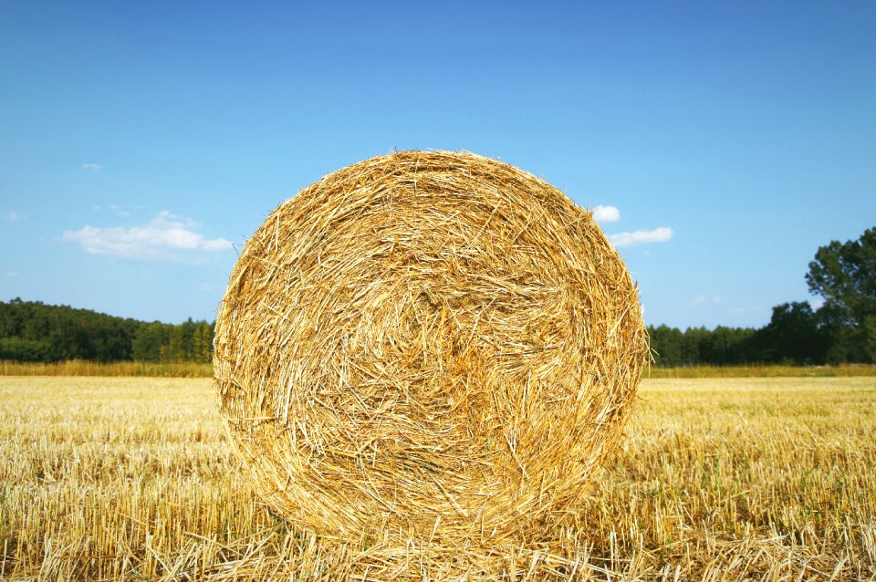 Harvest field cereals