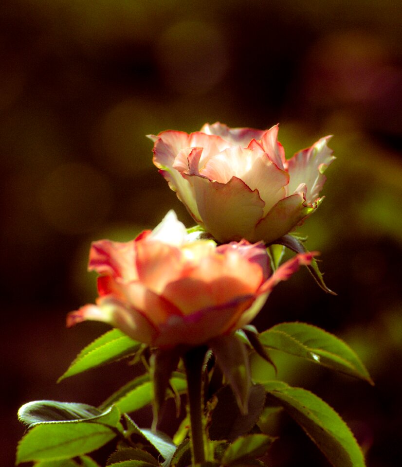 Love blossom flower