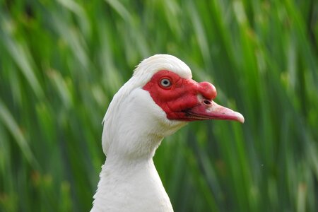 At the court of beak animals