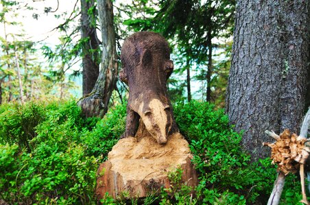 Trunk wooden forest