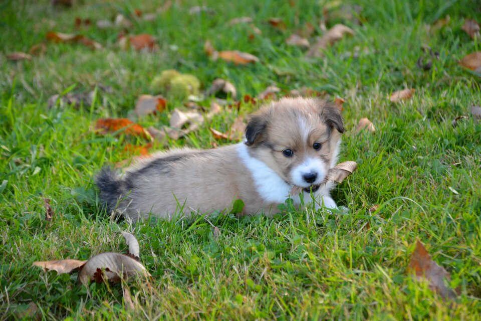 Cute adorable portrait