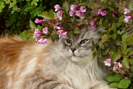 Mammal long-haired eyes photo