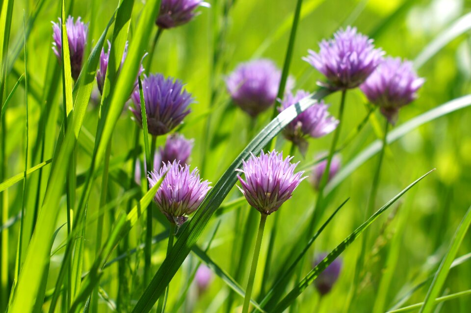 Plant nature summer