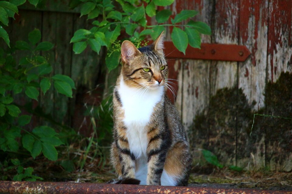 Mackerel domestic cat mieze